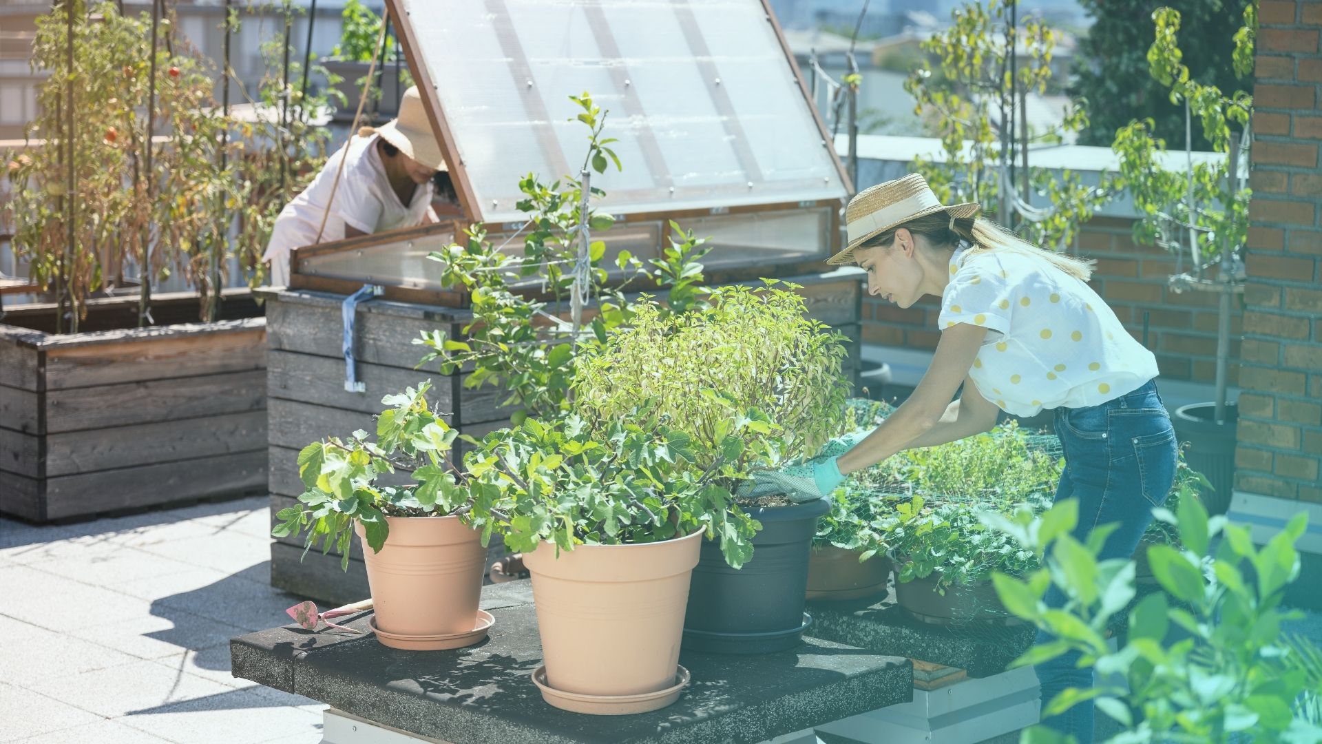 Urban Farming: Revolution der Lebensmittelproduktion