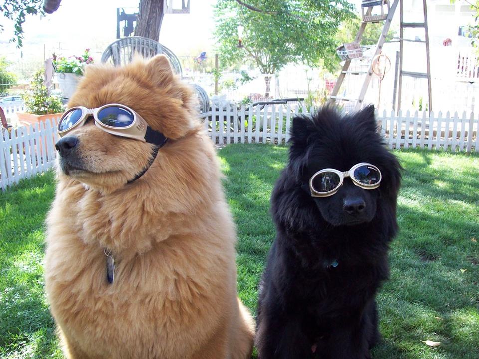 doggles / facebook