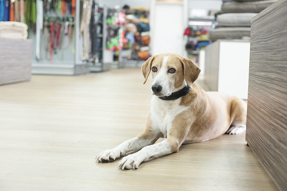 Hund in der Filiale von Hundemaxx